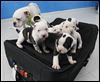  Toledo Humane Society will accept specially marked applications from 11 a.m. May 11 to 7 p.m. May 16 to adopt 'Suitcase Six.'
