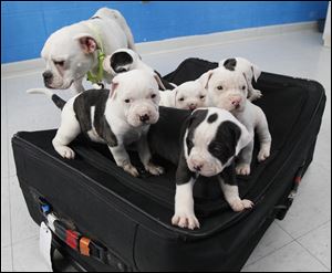 Toledo Humane Society will accept specially marked applications from 11 a.m. May 11 to 7 p.m. May 16 to adopt 'Suitcase Six.'