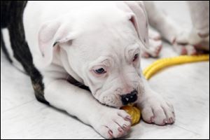 A puppy plays with a toy. Several hundred applications for the dogs are anticipated.