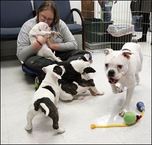 Jodi Harding of the Toledo Area Humane Society plays with one of the pups as the rest of the gang play games of their own. Maddie, the mother, takes it all in stride. Only five will be available for adoption.