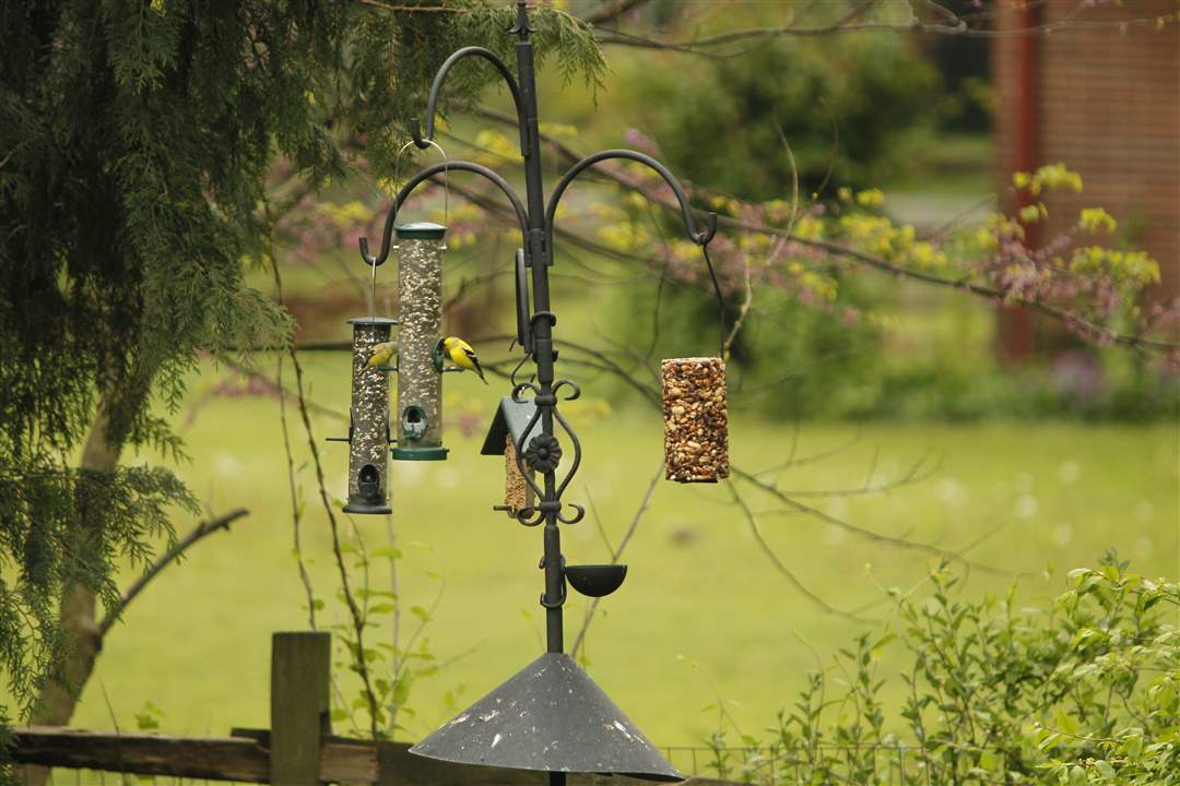goldfinches-rivera-garden