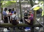  Sister Marya Czech of Lourdes University looks through a book to identify foliage with her students, clockwise from her, Amber Supinski, Erica Hertzfeld, Anoshe Kokikheil, kneeling, Rick Dudley, Reneillio Morrison, April Anderson, and Rachel Chum during their Seasonal Field Ecology class at Swan Creek.
