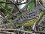  Kirtland's warbler on Saturday at Ottawa National Wildlife Refuge.