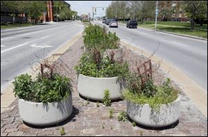 Planters overgrown with weeds on the median on Cherry St. near the North Summit intersection.