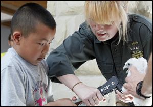 Andy Bui, 8, helps Jennifer Norris, state wildlife biologist, band one of four squawking female peregrine falcon chicks at the Wood County Courthouse. Ridge Elementary students at the event Tuesday were assured that the chicks were not in pain.