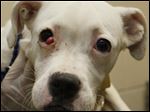  ‘Harto,’ female boxer, 696