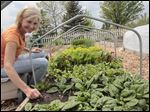  Terri Anderson pulls weeds from her vegetable garden near Bowling Green, Ohio.