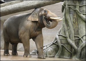 Hank the elephant at the Columbus Zoo.