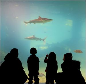 A family watches as sharks swim a few feet away in a tank at the Greater Cleveland Aquarium.