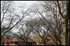  The trees, mostly honey locusts, are to be removed and replaced along part of Collingwood Boulevard. City officials say excavation for a drainage-improvement project this year will inflict serious damage on the trees’ roots.