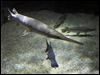  The longnose gar is recognizable by its elongated snout. It makes area rivers its home during spawning season. 