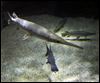  The longnose gar is recognizable by its elongated snout. It makes area rivers its home during spawning season. 