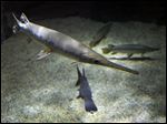  The longnose gar is recognizable by its elongated snout. It makes area rivers its home during spawning season. 