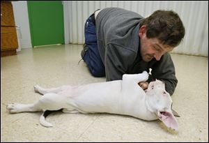 Mark Taylor of Toledo gets acquainted with the Suitcase 6 puppy he selected at the Toledo Area Humane Society in Maumee, Tuesday.  He was the winner of the lottery to adopt one of the puppies. He named his puppy Augustus. 