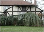  A weeping larch Scarsdale, NY.