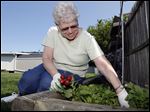  Melva Sickelbaugh picks radishes in her garden.