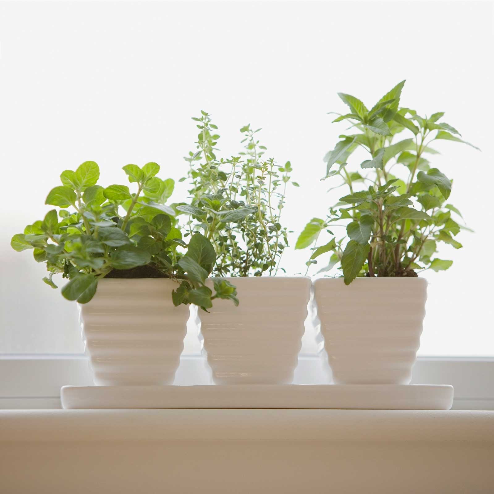 Help kids learn by growing a windowsill garden The Blade