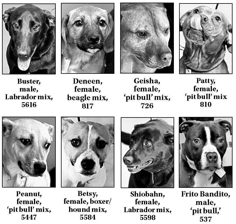 Lucas County Dogs for Adoption 63 The Blade