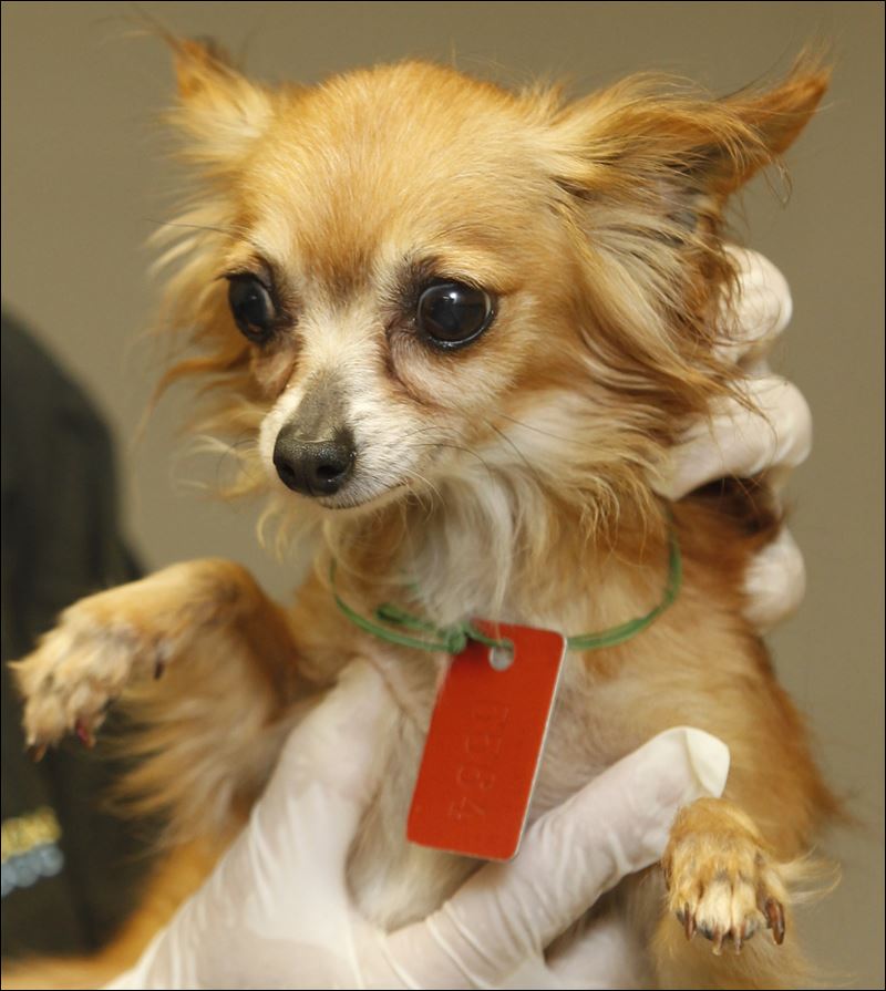 Lucas County Dogs for Adoption 607 Toledo Blade