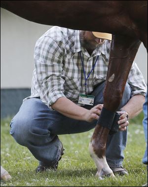 Doug O’Neill kneels to wrap I’ll Have Another’s front left leg following a workout at Belmont Park on Friday. An ultrasound revealed tendonitis of the superficial digital flexor tendon, most likely caused by a misstep during a workout.