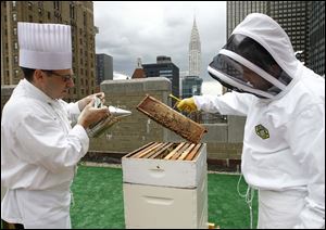 Sous chef Josh Bierman, left, and culinary director David Garcelon inspect honeybees from the hives on the 20th-floor roof of the Waldorf-Astoria hotel in New York City.