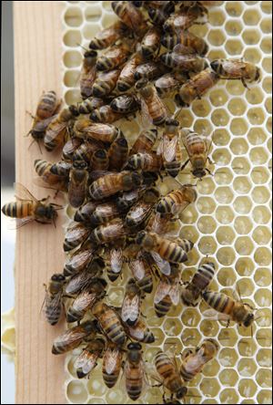 At the Waldorf, bees are visible from certain rooms and guests can sign up for tours.