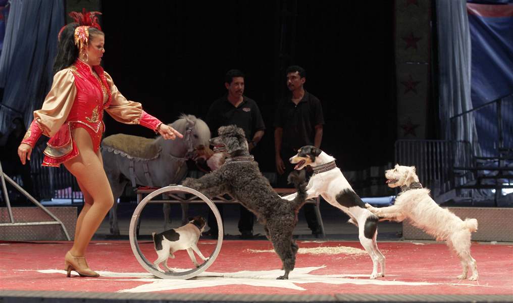 Human, animal performers delight audience in �big top