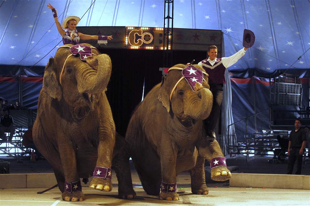 Elephants-entertain-the-audience