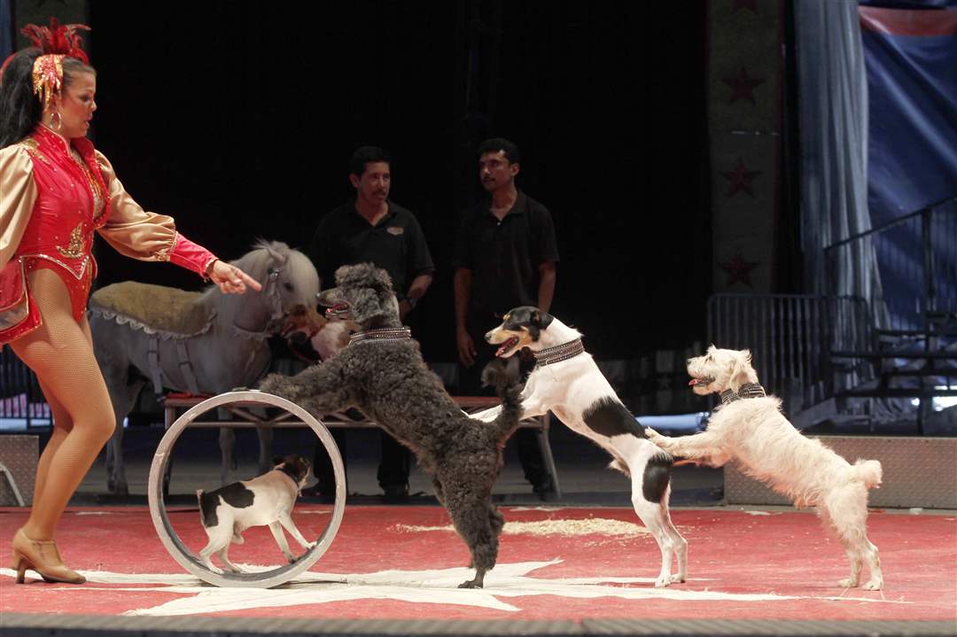 Dogs-perform-tricks-during-the-Carson-Barnes-Circus