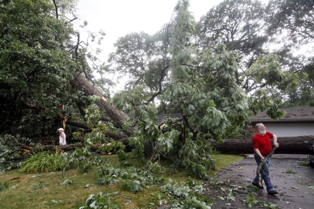 storm-kotz-tree