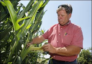 Kevin Fox with his corn crop near Graytown. Nearly the entire corn belt has been dry and hot of late, weather that devastates corn crops — especially this time of year when many plants are pollinating. More than half of Ohio is under some level of drought, according to the most recent U.S. Drought Monitor.