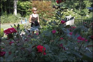 Gail Berning of Temperance looks at flowers at the annual Bedford Flower and Garden Club Tour.