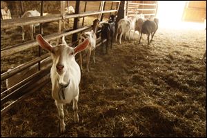 Goats used to make cheese at the Turkeyfoot Creek Creamery in Wauseon, Ohio, wander around the company's barn.