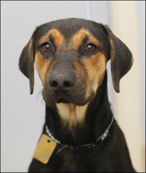 ‘Harvard,’ male Rottweiler mix, 919