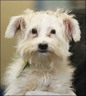 ‘Pickles,’ male terrier mix, 1032