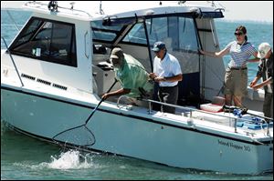 Charter boat skipper Don Lowther nets a walleye caught by Gov. John Kasich, second from left, as former Gov. George Voinovich (later a U.S. Senator from Ohio), far right, adjusts his fishing pole.