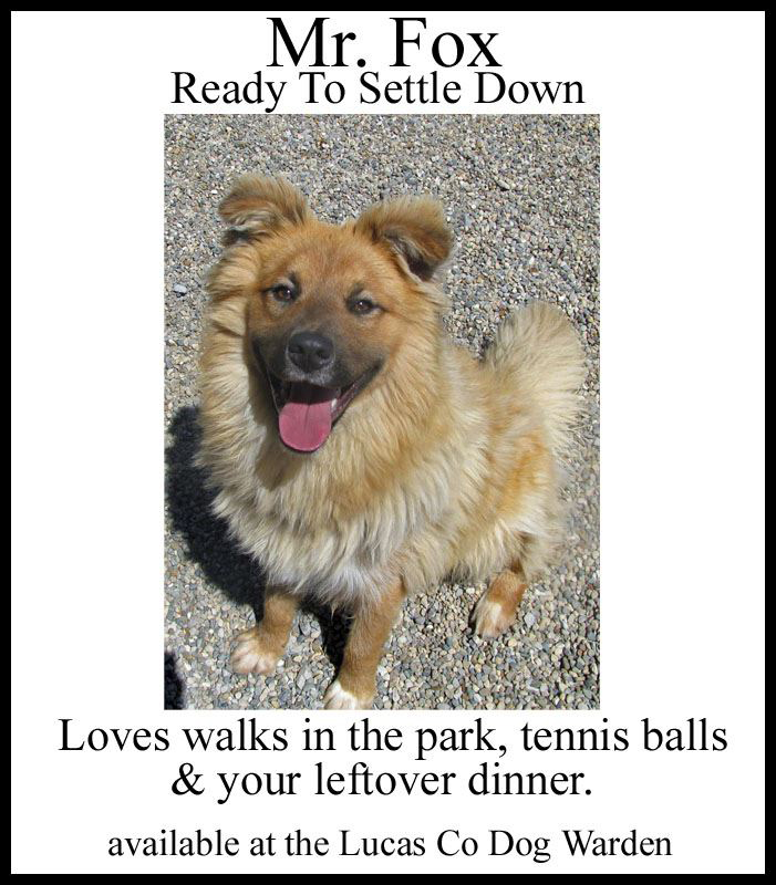 Warden reports record number of dogs at pound The Blade