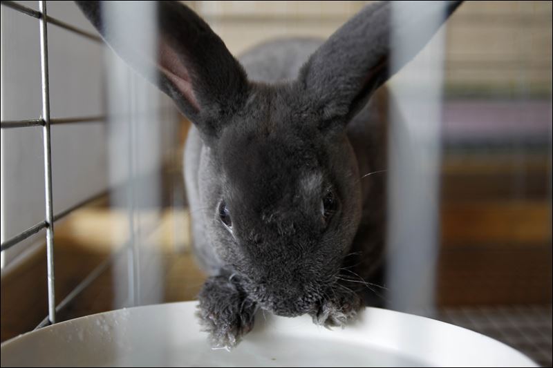 American Blue Rabbit