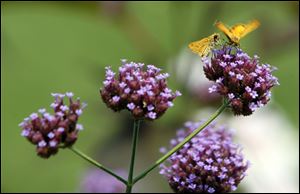 A pair of moths find a spot in the garden.