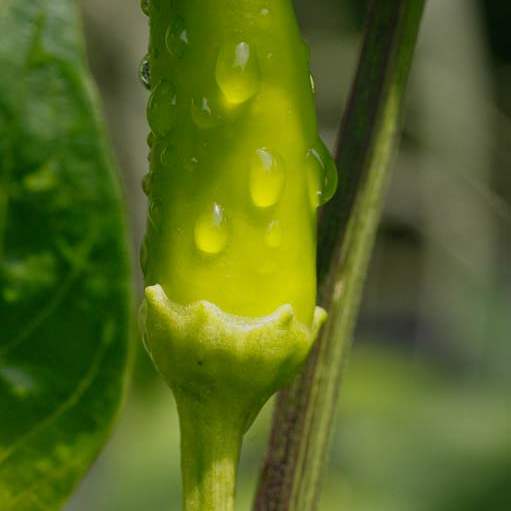 A-hot-wax-pepper-in-the-salsa-garden
