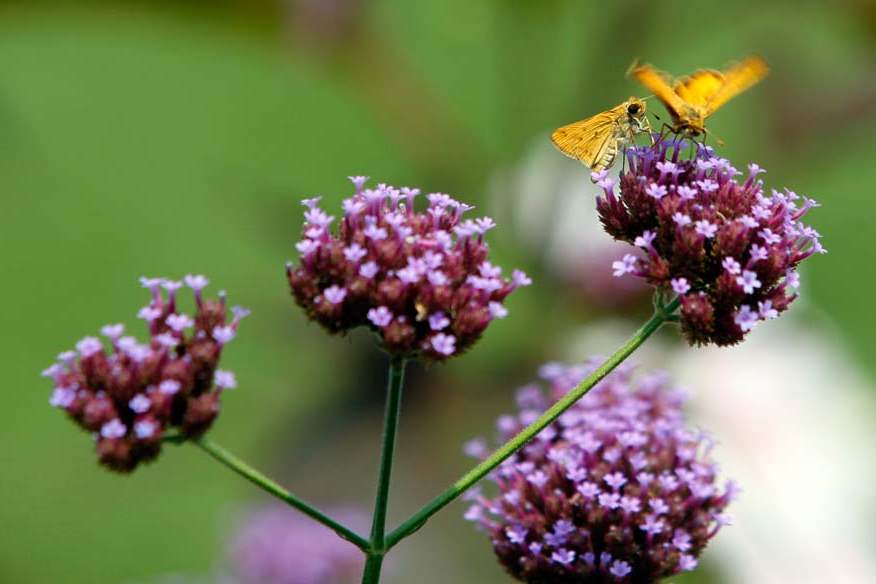A-pair-of-moths-find-a-spot-in-the-garden