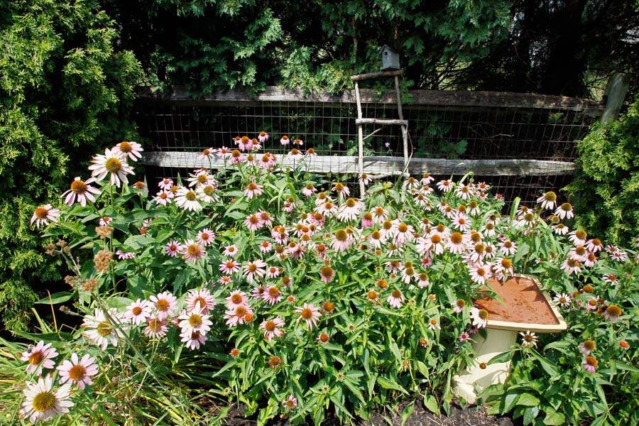 Purple-cone-flower-in-the-garden