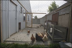 The debate about whether to allow chickens in residential areas has sprung up in numerous places across the country, including the Toledo suburb of Oregon, where these birds live.