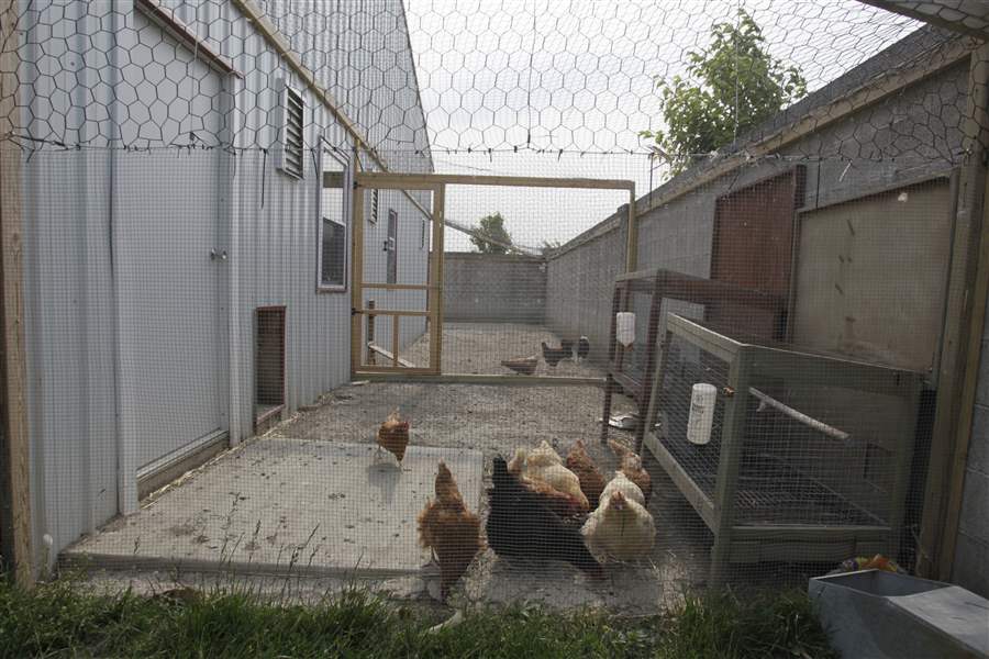 B.G. weighs allowing chickens in backyards The Blade