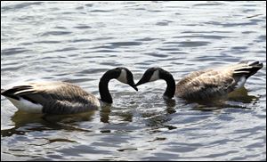 Two Canadian geese touch beaks resembling a heart in the lake last year at Olander Park in Sylvania.