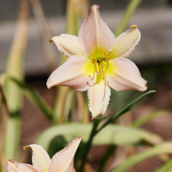 Cathy-Urbanski-s-hybrid-flowers