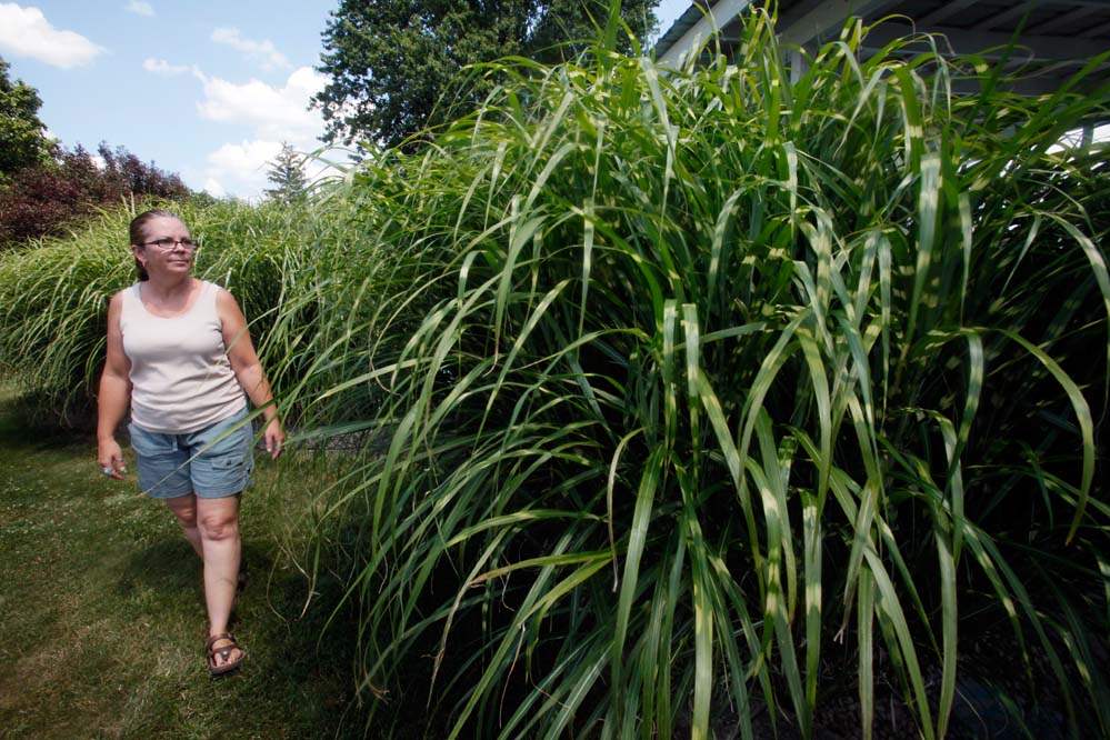 Cathy-Urbanski-inspects-her-porcupine-grass