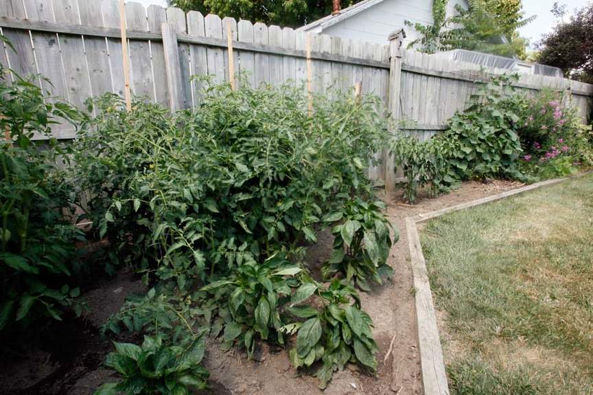 Vegetable-garden-that-features-tomato-plants-and-cucumbers