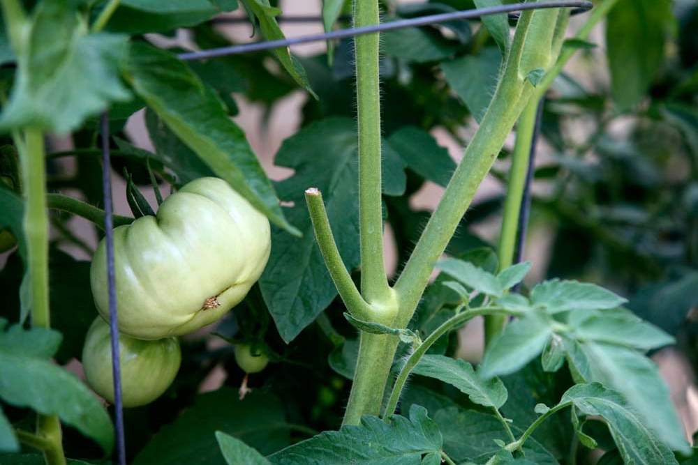 Vegetable-garden-that-features-tomato-plants