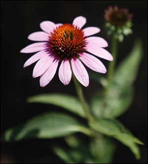 Cone flowers in Cathy Urbanski's flower garden in Elmore, Ohio.